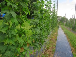 Cover photo for Notes From Our One of the First NC Hops Growers Meetings