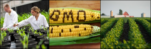 Cover photo for More Than 240 Organizations and Scientific Institutions Support the Safety of GM Crops