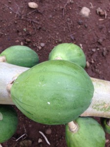 papaya