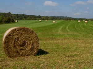 Cover photo for Survey for Chatham County Farmers and Others Involved in Agriculture & Forestry