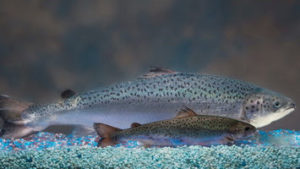 Cover photo for Genetically Engineered Salmon to Be Raised in Indiana (May 2, 2018 update)