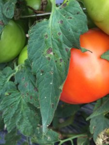 Cover photo for Vegetable Production Update- July 6th, 2018