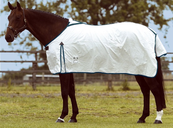 Horse in Winter Blanket
