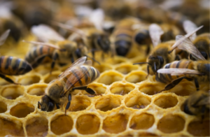 Cover photo for Honey Bees in a Home Should Be Saved