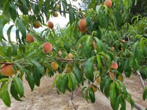 Cover photo for Peach Field Day at the Sandhills Research Station