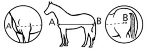 Image of a horse