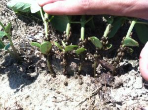 Cover photo for Early Season Kudzu Bug Management During 2020