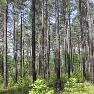 Cover photo for Woodland Owner Webinars on Demand
