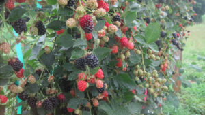 Raspberries and blackberries ripening on trellises as part of NC State University research and Extension efforts.