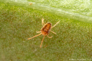 an adult clover mite, Bryobia sp.