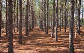 Longleaf Pine Trees
