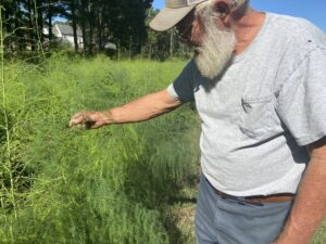 farmer shows the new growth on an asparagus fern