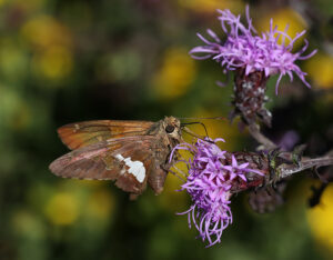 Cover photo for Register Now for a Fall Tour of the Pollinator Paradise Garden!