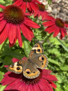 A brown and orange butterfly rests on a bright red flower.