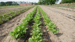 Cover photo for Free Webinar 1/24: Seasonal Maintenance of Major Fruit and Vegetable Crops