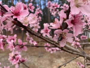 Cover photo for Peach Pruning Workshop