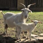 farm tour goats