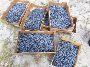 boxes of blueberries
