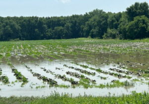 flooded field of potatoes